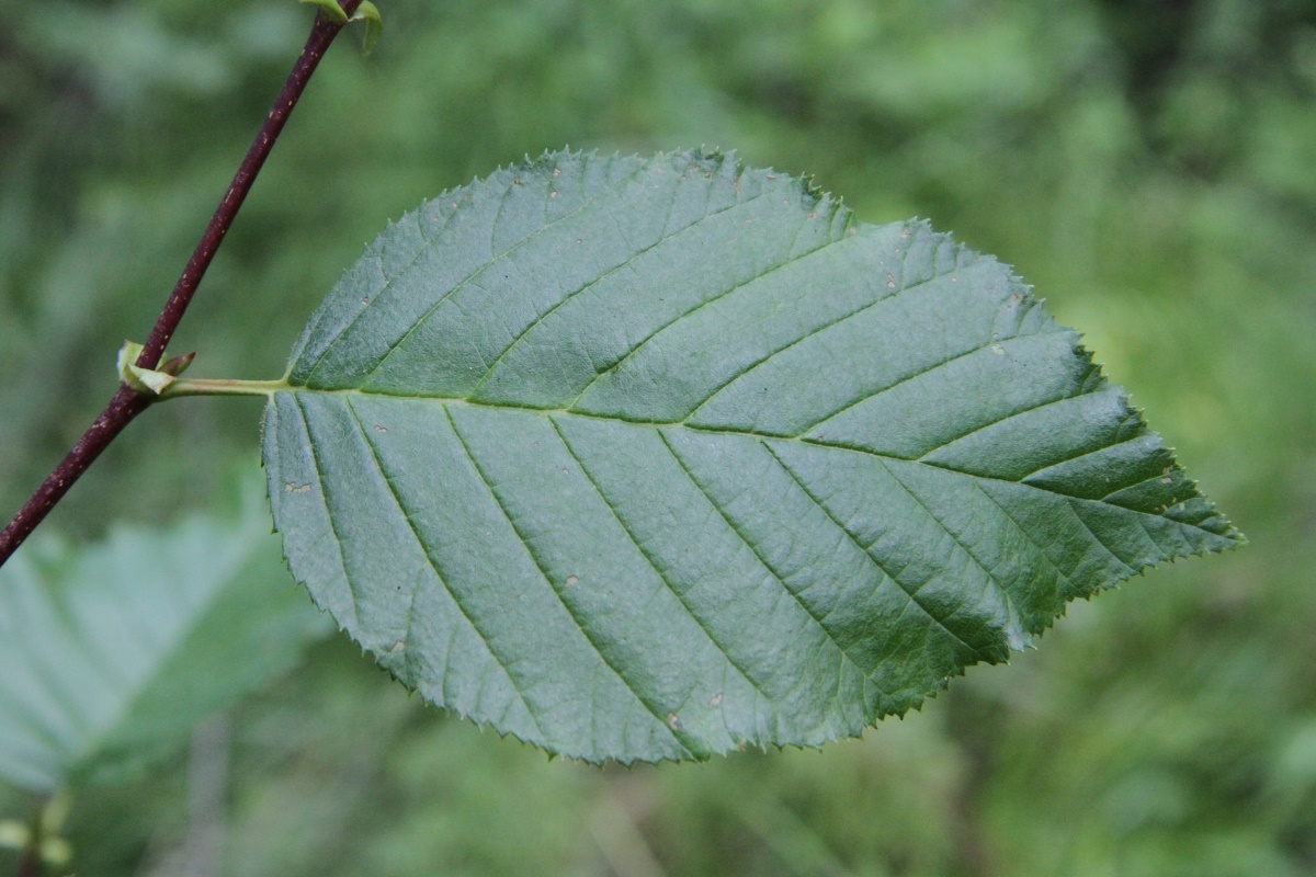 Изображение особи Duschekia fruticosa.