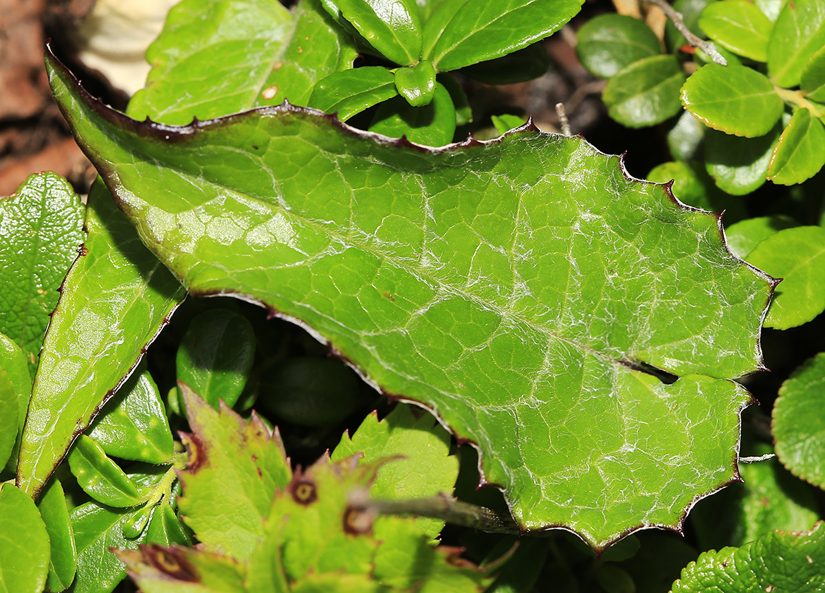 Image of Saussurea porcellanea specimen.