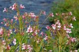 Impatiens glandulifera