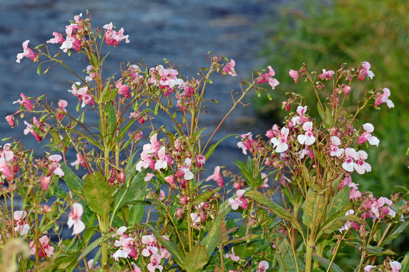 Image of Impatiens glandulifera specimen.