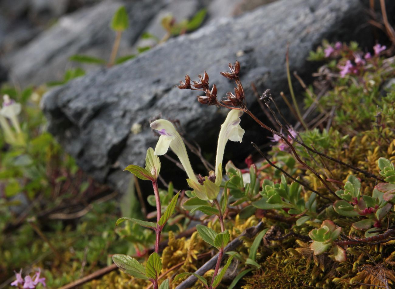 Image of Scutellaria oreades specimen.