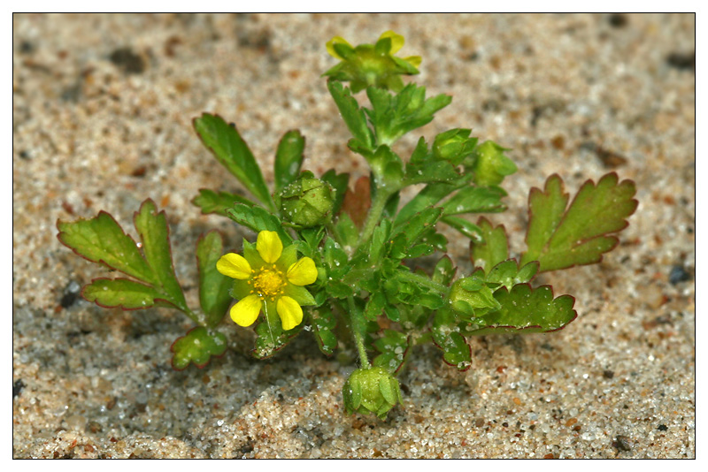 Изображение особи Potentilla supina.