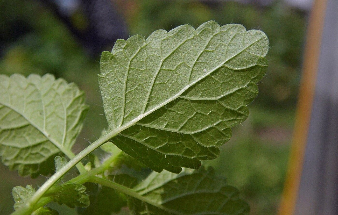 Image of Melissa officinalis specimen.