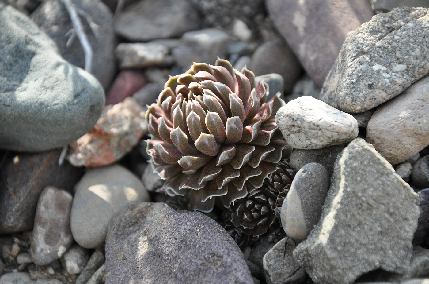 Image of Orostachys thyrsiflora specimen.