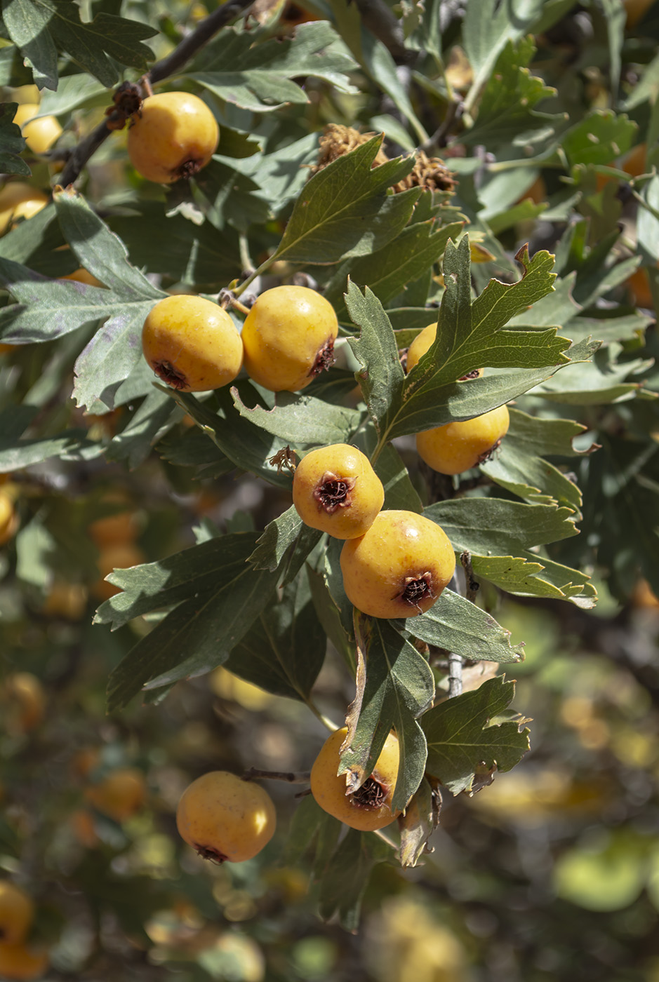 Image of Crataegus pontica specimen.