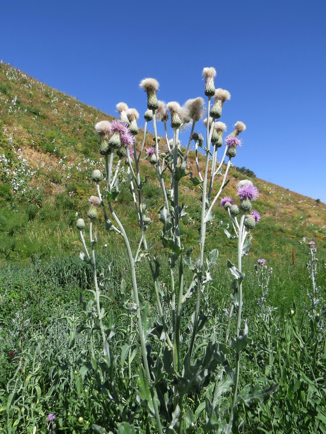 Изображение особи Cirsium incanum.