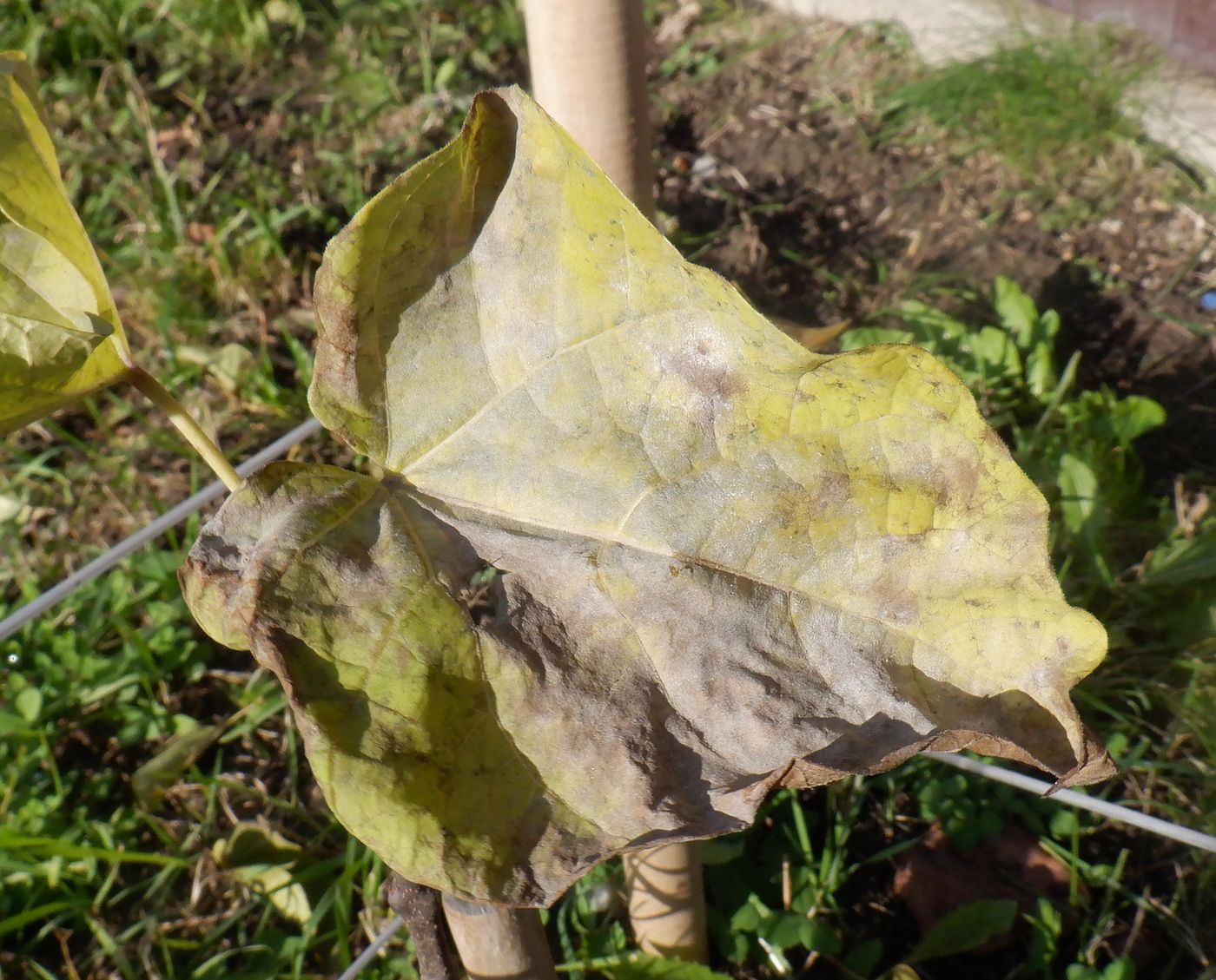 Image of Catalpa bignonioides specimen.