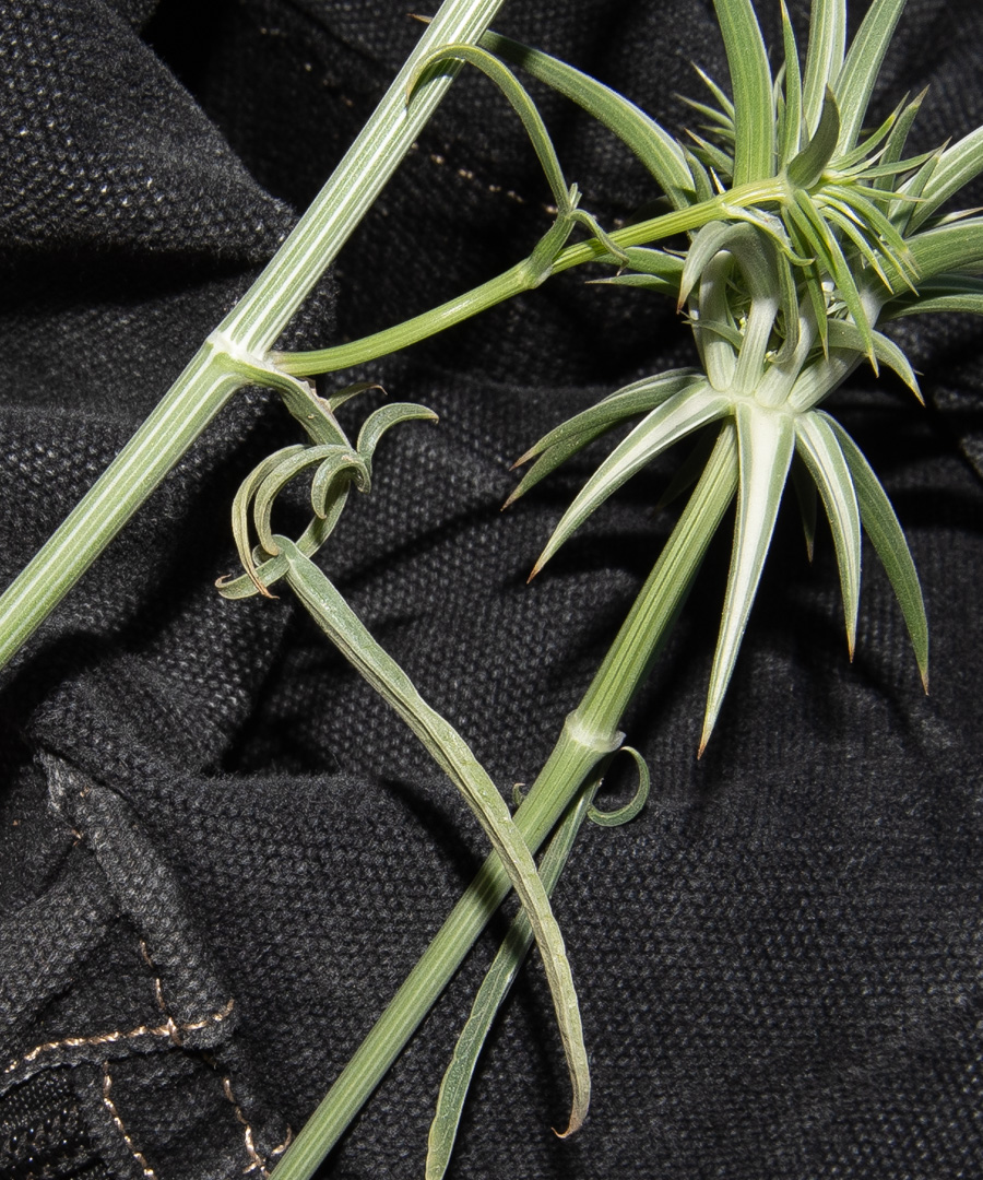 Image of Exoacantha heterophylla specimen.