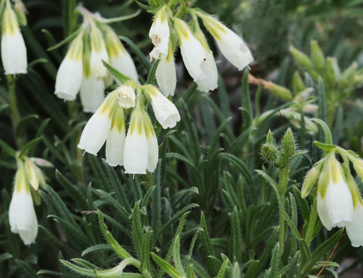 Изображение особи Onosma volgensis.