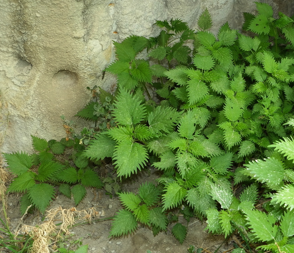 Image of Urtica pilulifera specimen.