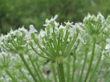 Heracleum leskovii