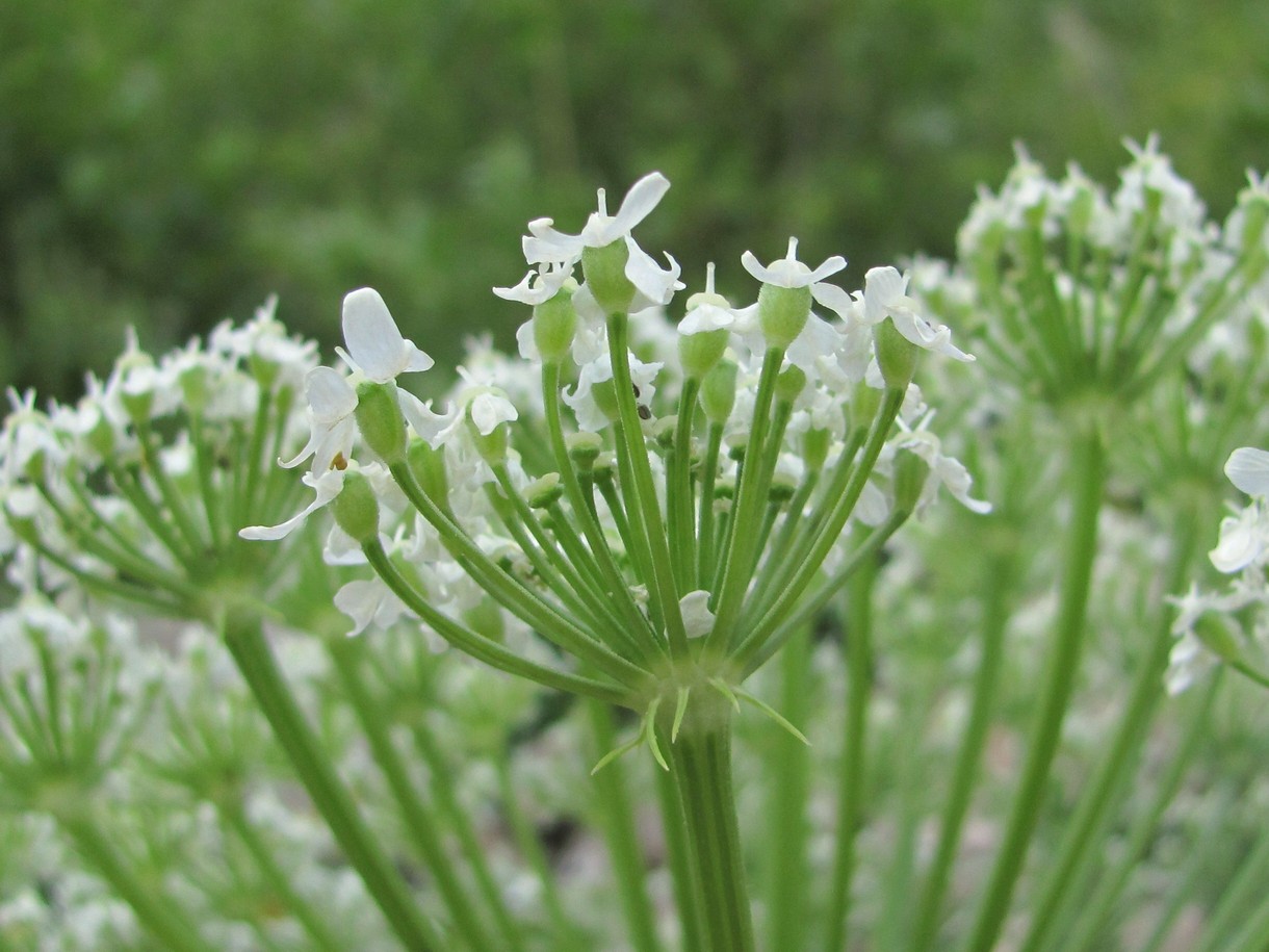 Image of Heracleum leskovii specimen.