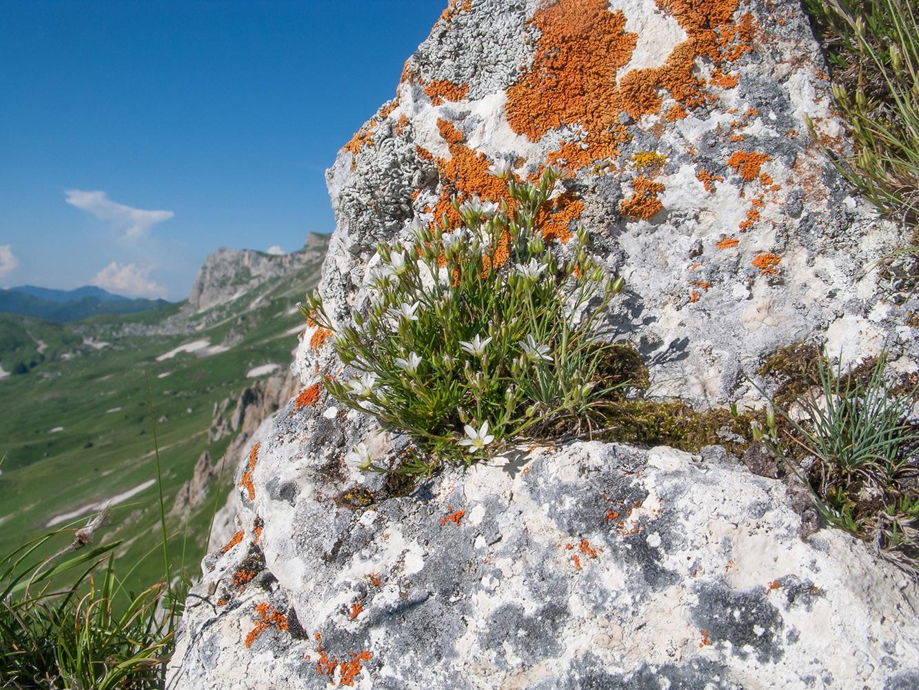 Image of Minuartia setacea specimen.