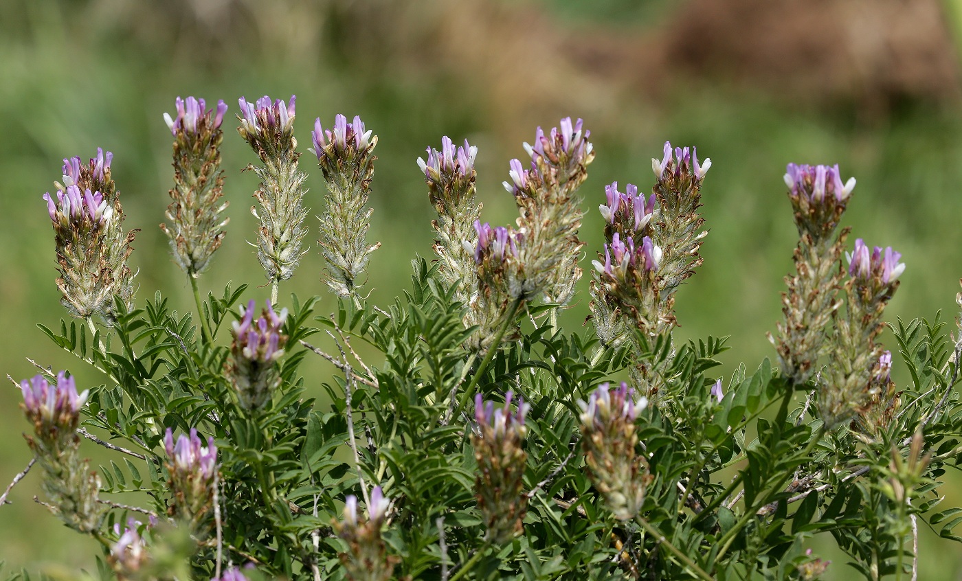 Изображение особи Astragalus ugamicus.