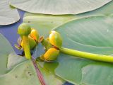 Nuphar lutea. Цветки, бутон, и листья. Красноярский край, Эвенкийский р-н, государственный природный заповедник \"Тунгусский\", р. Подкаменная Тунгуска. 12.07.2018.