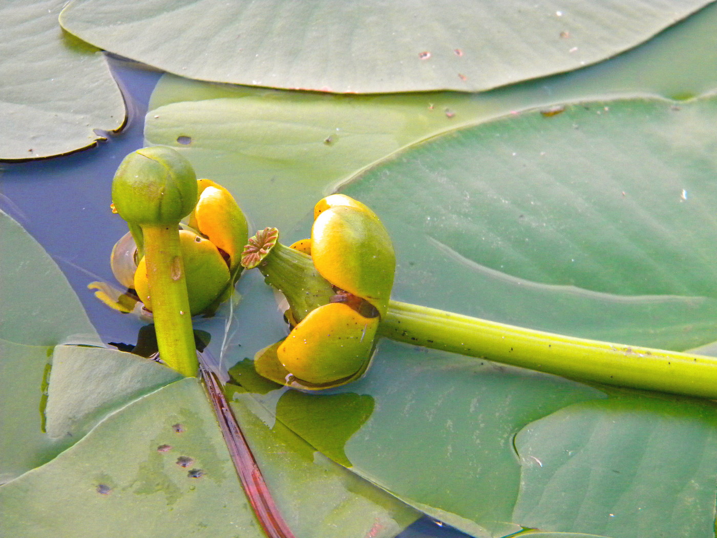 Image of Nuphar lutea specimen.