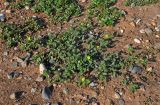 Tribulus terrestris. Цветущие растения (вокруг видны побеги Portulaca). Калмыкия, Черноземельский р-н, пос. Адык, пустырь. 20.08.2020.