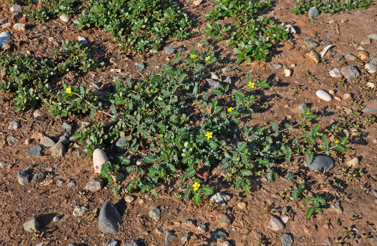 Изображение особи Tribulus terrestris.