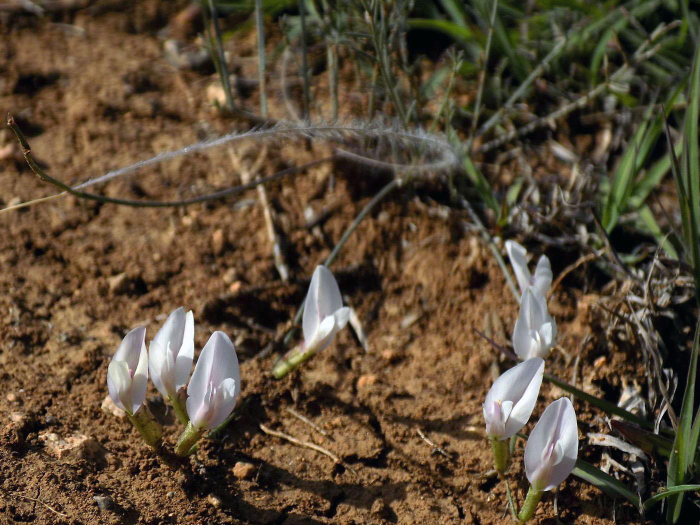 Image of Astragalus ucrainicus specimen.