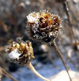 Centaurea jacea