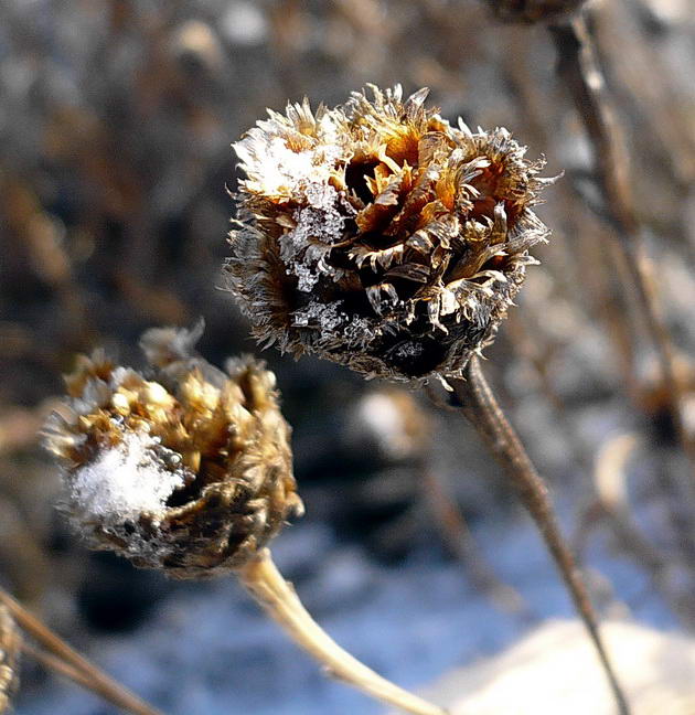 Image of Centaurea jacea specimen.