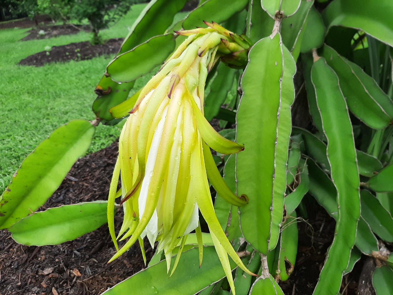 Изображение особи Hylocereus costaricensis.