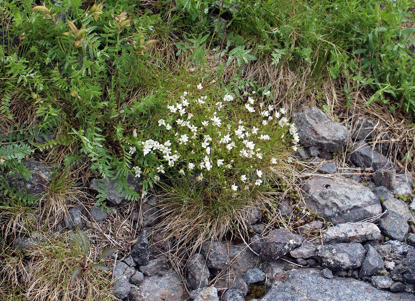 Изображение особи Arenaria pseudofrigida.