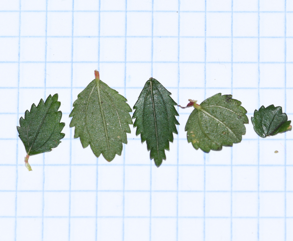 Image of Pilea nutans specimen.