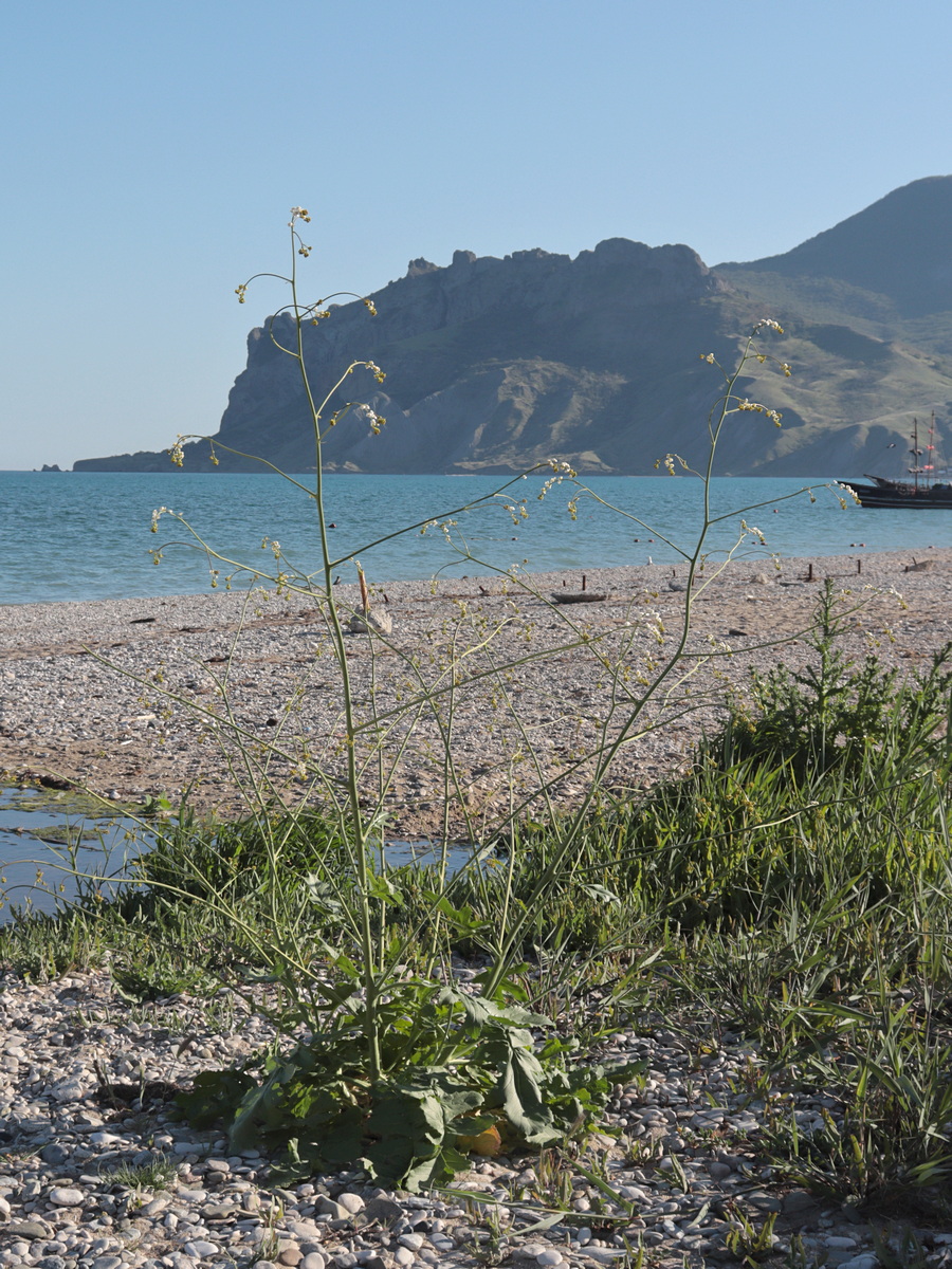 Image of Crambe koktebelica specimen.