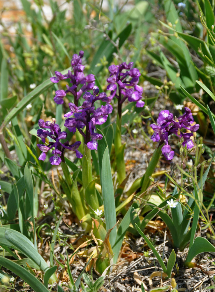 Image of Anacamptis morio ssp. caucasica specimen.