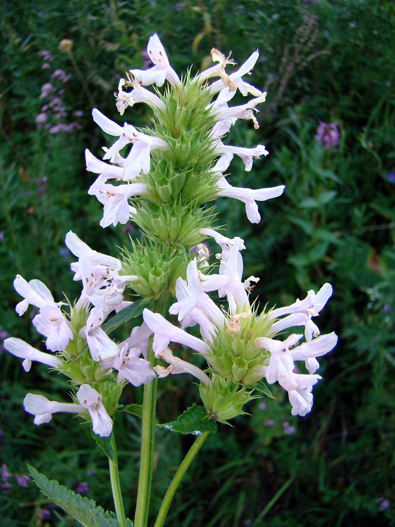 Изображение особи Betonica betoniciflora f. rosea.