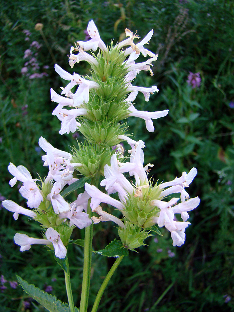 Image of Betonica betoniciflora f. rosea specimen.