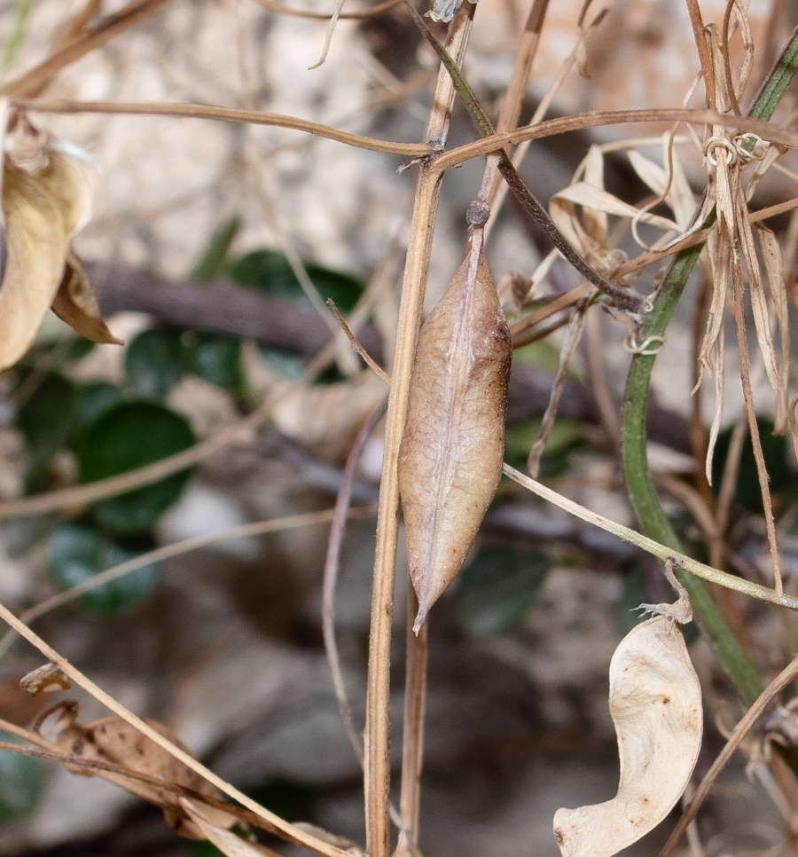 Изображение особи Vicia palaestina.