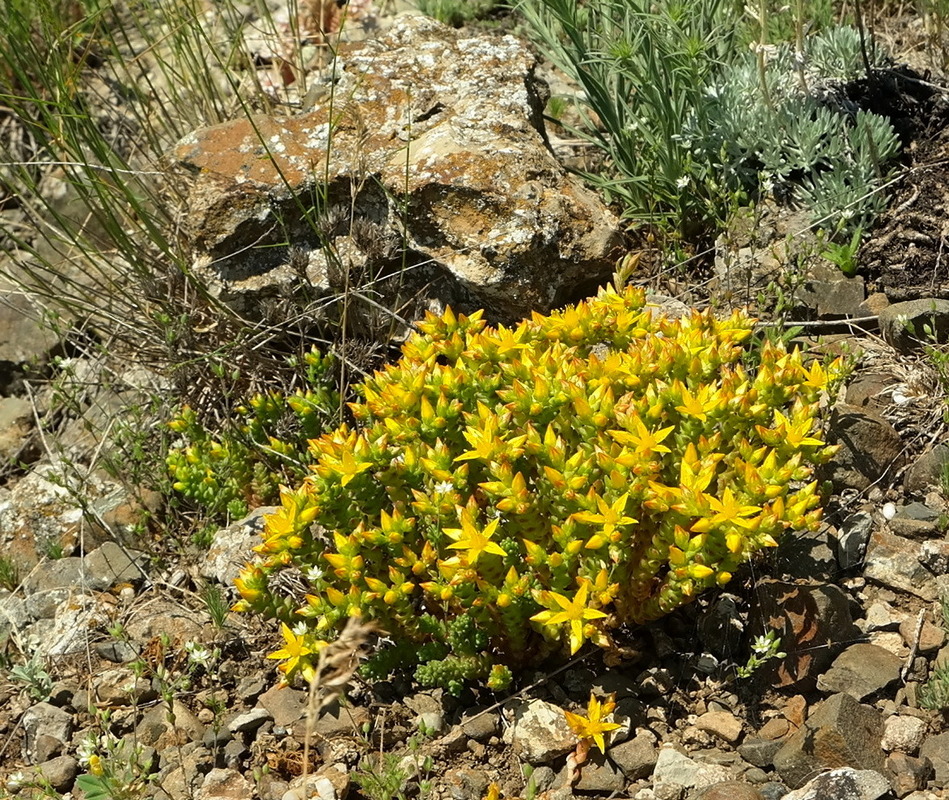 Image of Sedum acre specimen.