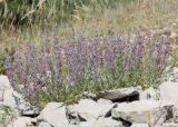 Teucrium canum