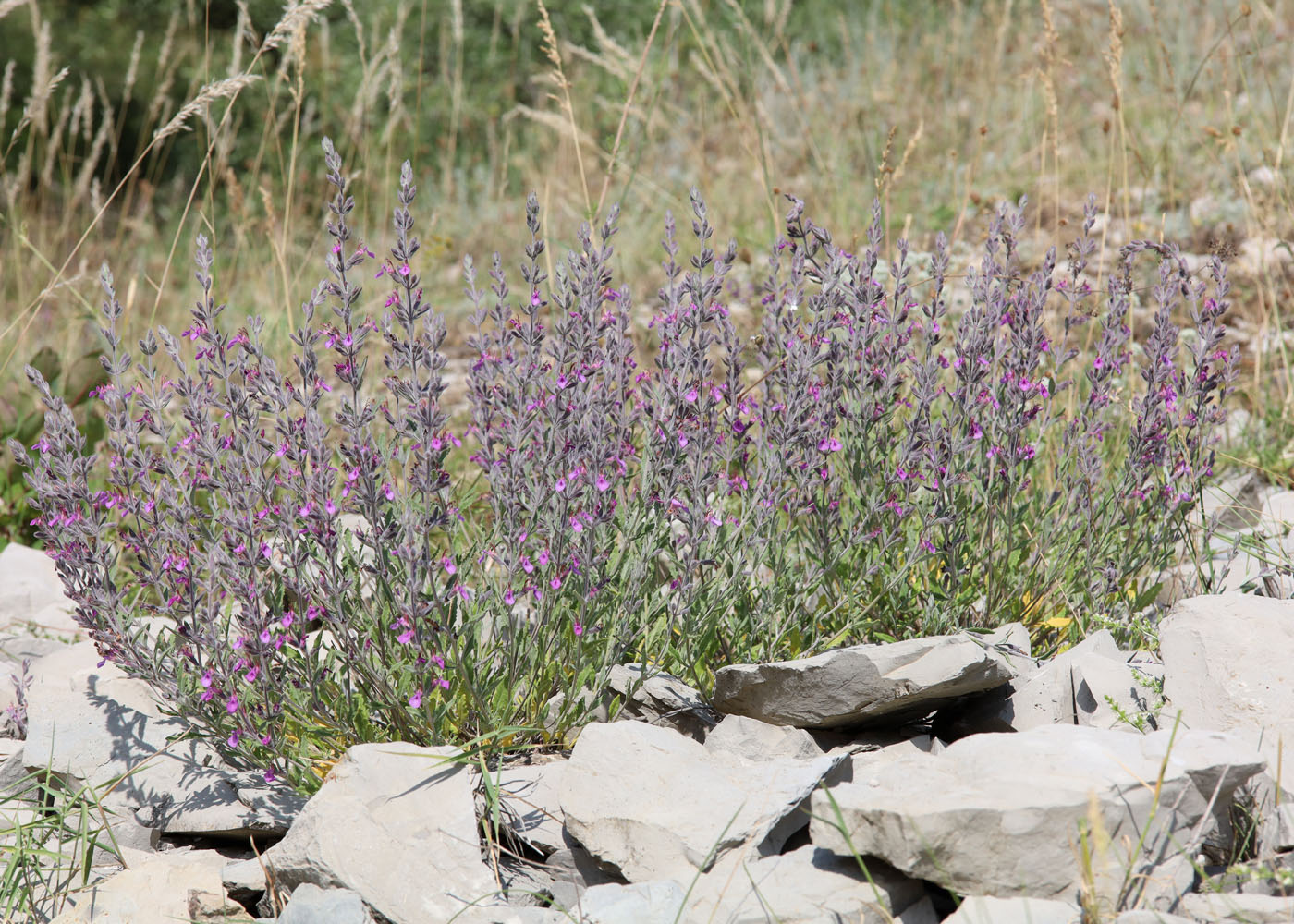 Image of Teucrium canum specimen.