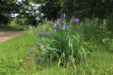 Iris setosa