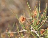 Calligonum acanthopterum