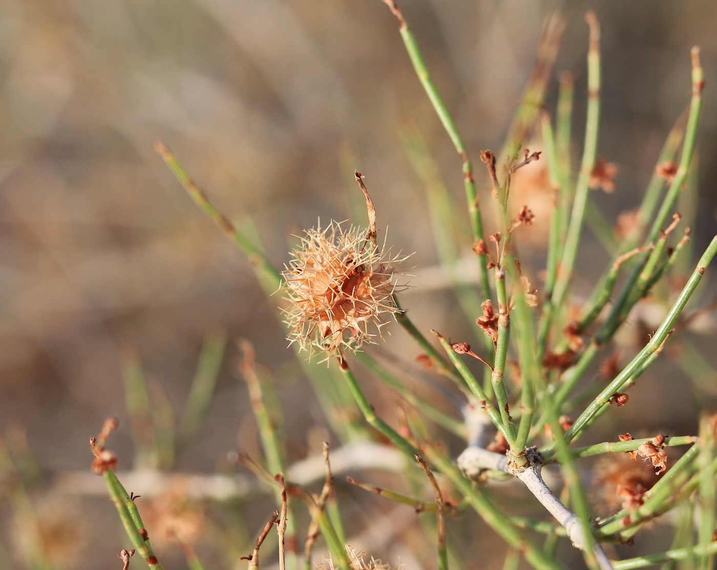 Изображение особи Calligonum acanthopterum.