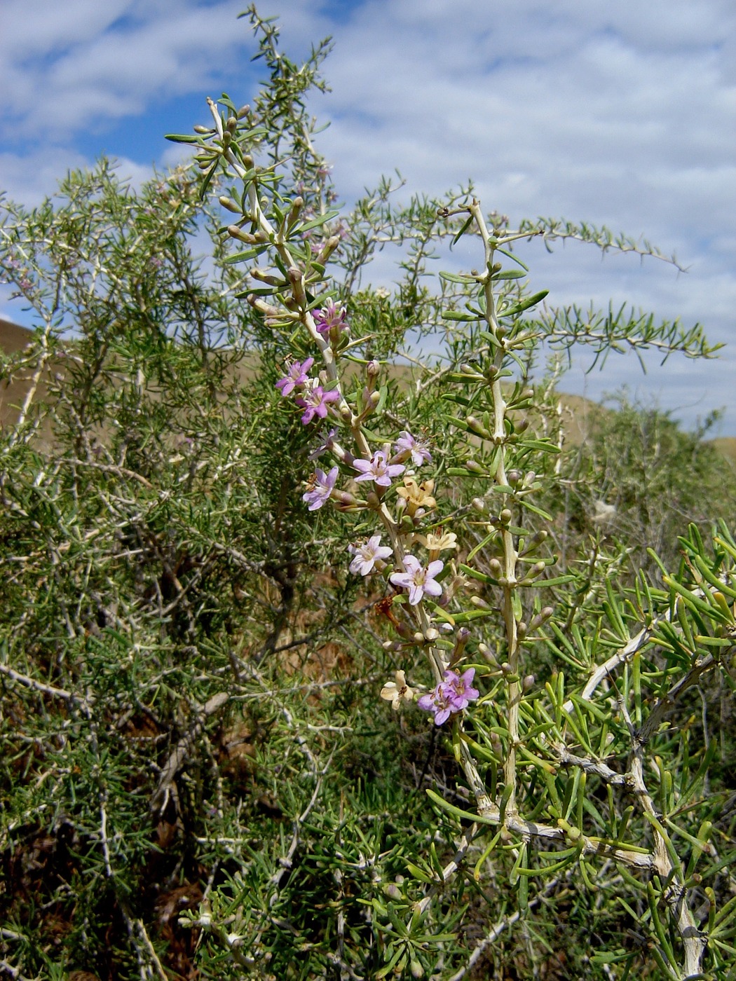 Image of Lycium ruthenicum specimen.