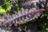 Pedicularis sceptrum-carolinum. Лист (вид на адаксиальную сторону). Мурманская обл., п-в Рыбачий, побережье Большой Волоковой губы севернее м. Коровий, берег ручья, разнотравный приморский луг. 28.07.2020.