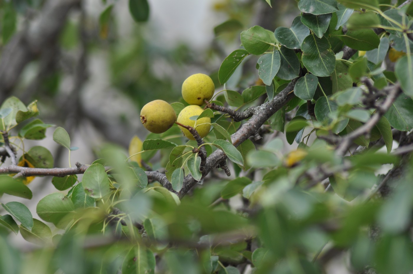 Изображение особи Pyrus turcomanica.