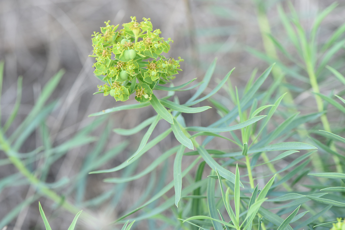 Изображение особи Euphorbia virgata.