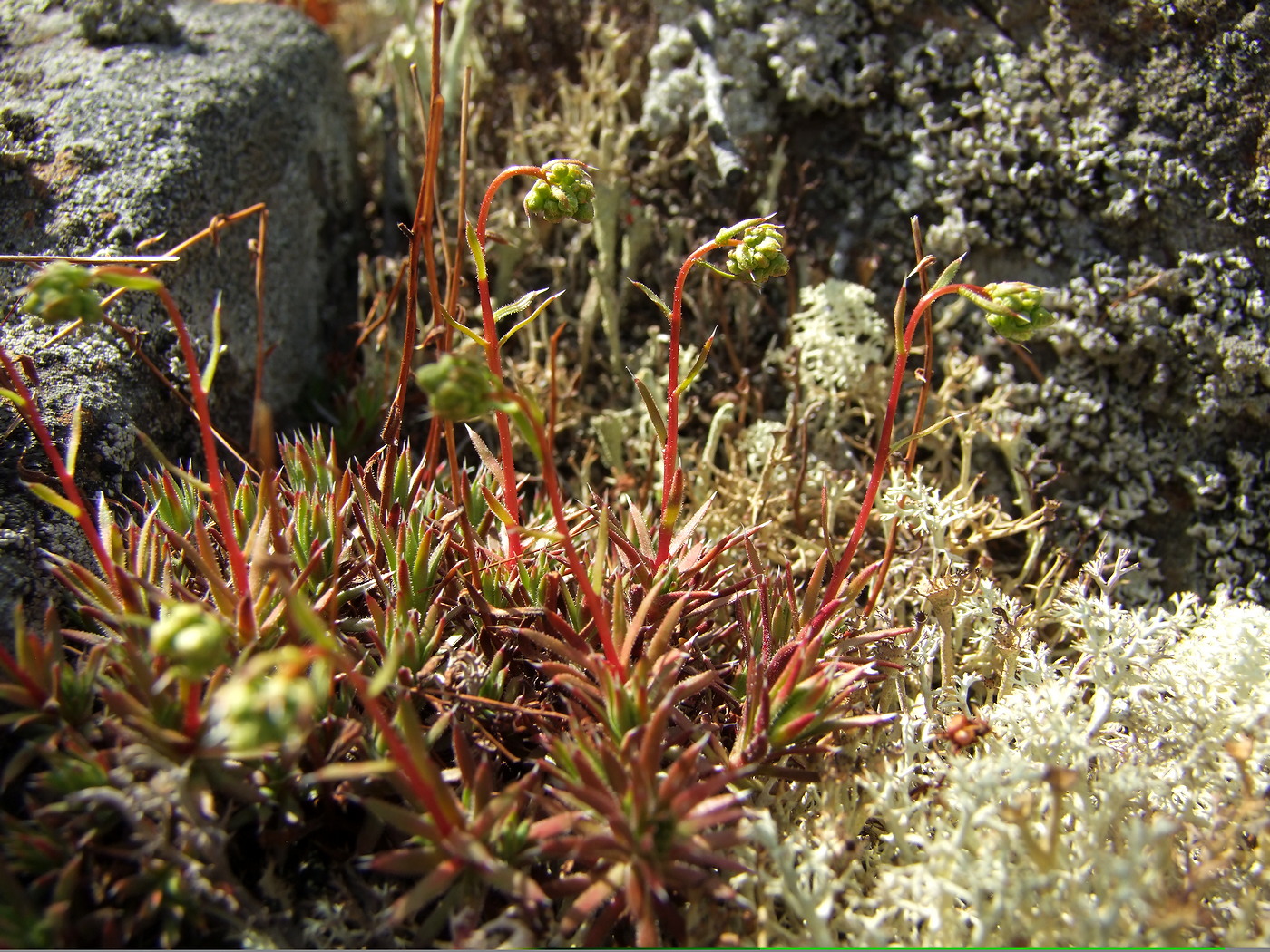 Изображение особи Saxifraga omolojensis.