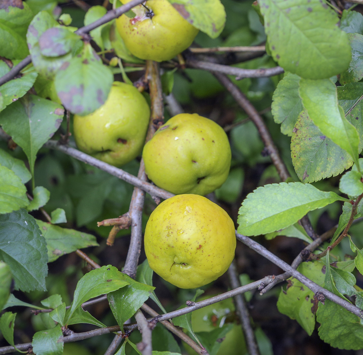 Image of Chaenomeles japonica specimen.