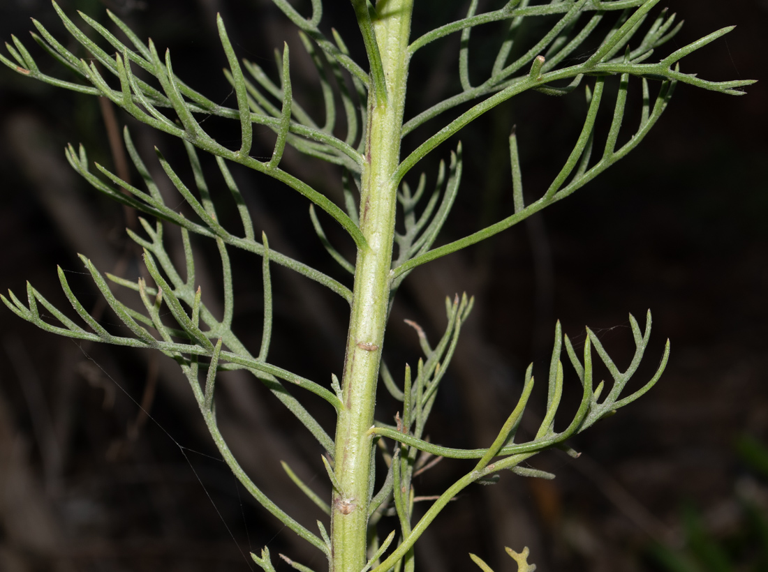 Image of Hymenolepis crithmifolia specimen.