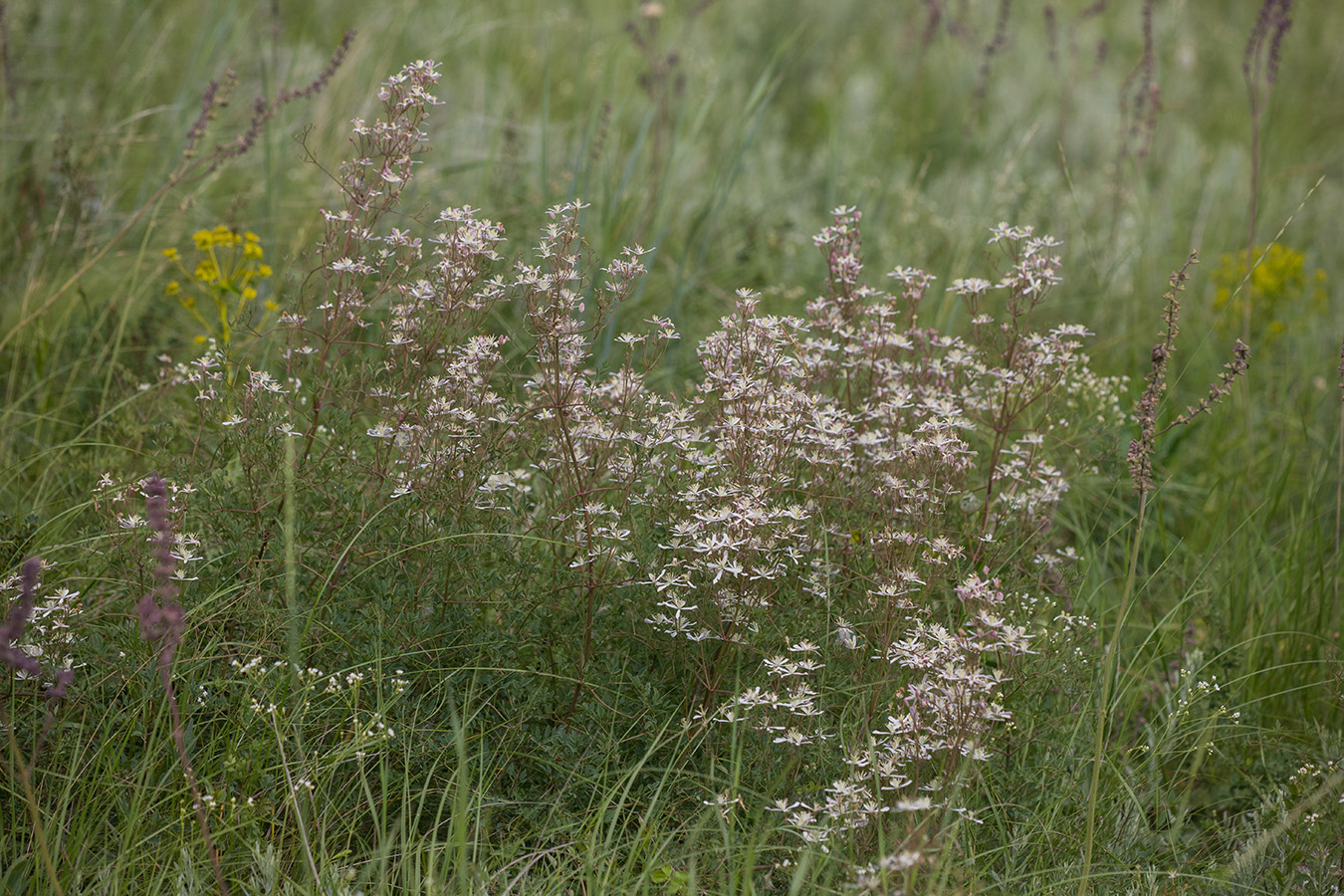 Image of Clematis lathyrifolia specimen.