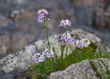 Cardamine uliginosa. Цветущее растение. Республика Северная Осетия-Алания, Ирафский р-н, Большой Кавказ, правый берег р. Даргонком, у начала морены ледника Донисарцете, ≈ 2640 м н.у.м., влажный берег ручья. 04.07.2021.