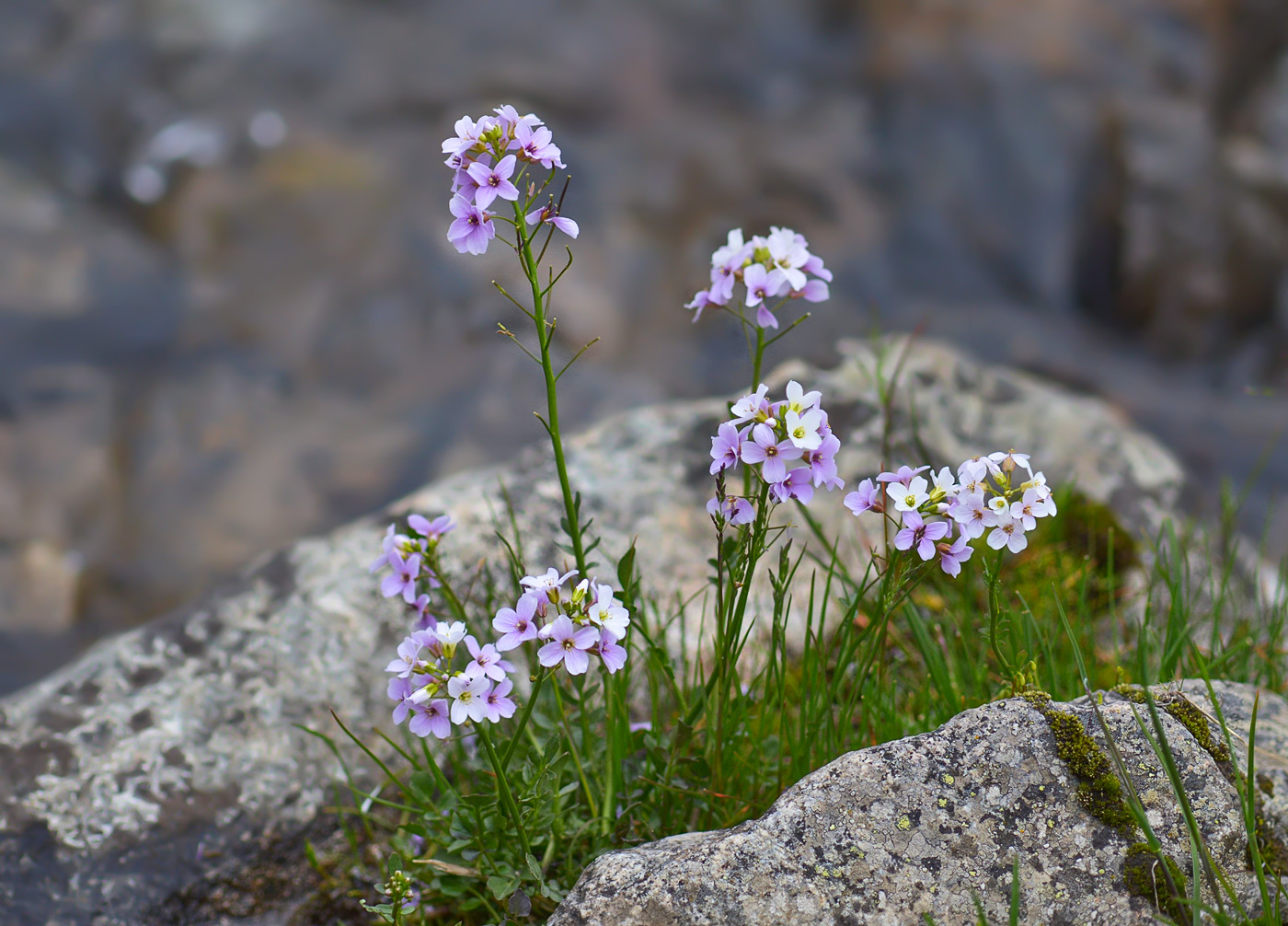 Изображение особи Cardamine uliginosa.