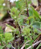 Euphrasia petiolaris. Растения с бутонами и незрелыми плодами. Абхазия, гора Ах-Аг, выс. ок. 2200 м н.у.м., субальпийский луг на очень каменистой почве. 08.08.2021.